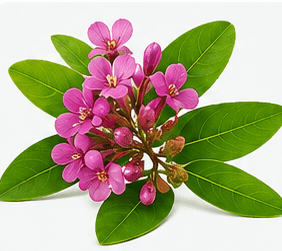 Banaba Leaf 