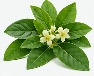 Gymnema Sylvestre 