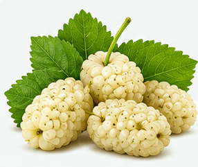 White Mulberry 